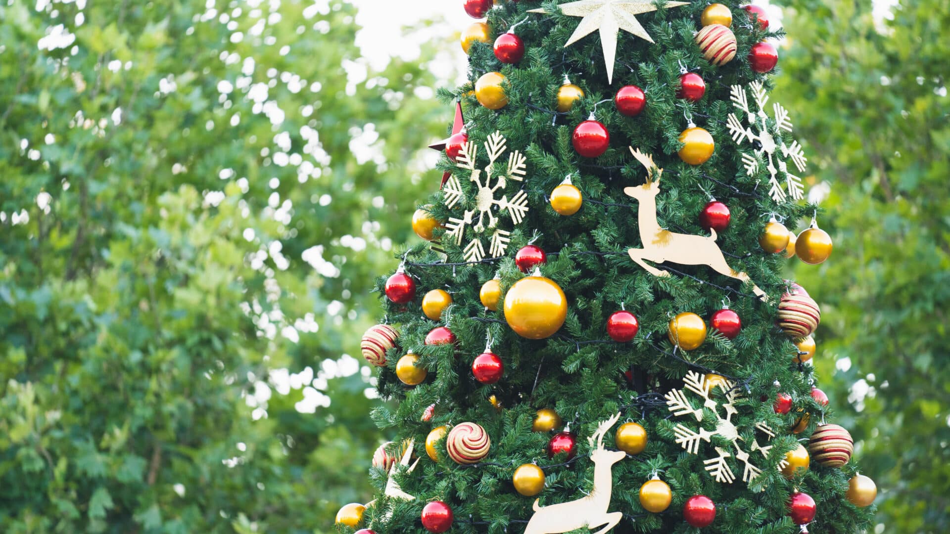 Lighting of the Christmas tree in Bankstown